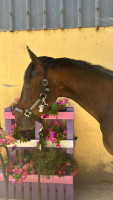 Vente de cheval : Night to you
